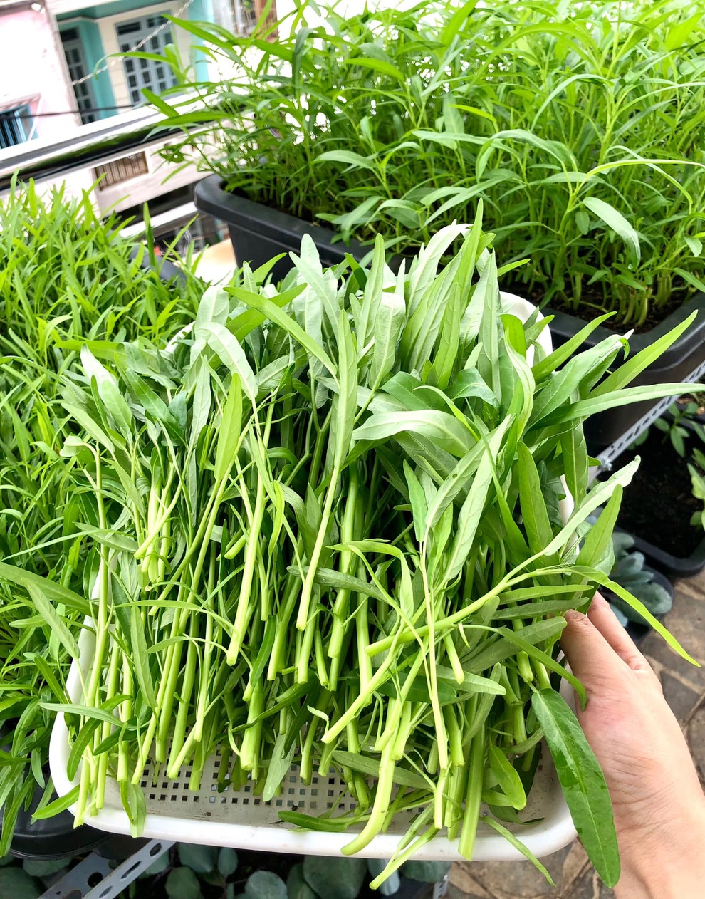 Người phụ nữ ở TPHCM trồng rau xanh cung cấp cho cả nhà trong mùa dịch - 5 Người phụ nữ ở TPHCM trồng rau xanh cung cấp cho cả nhà trong mùa dịch - 5
