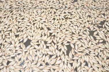 Hàng tấn cá chết nổi trắng bè, nông dân méo mặt