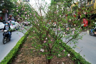 Con đường trồng hoa đào duy nhất ở Hà Nội đã rực sắc xuân