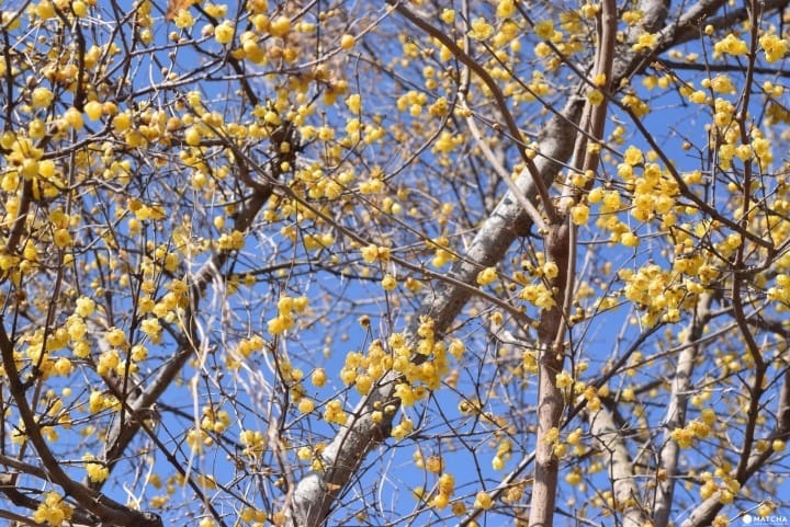 Lễ hội hoa mơ chào mùa xuân ở Nhật Bản - 1