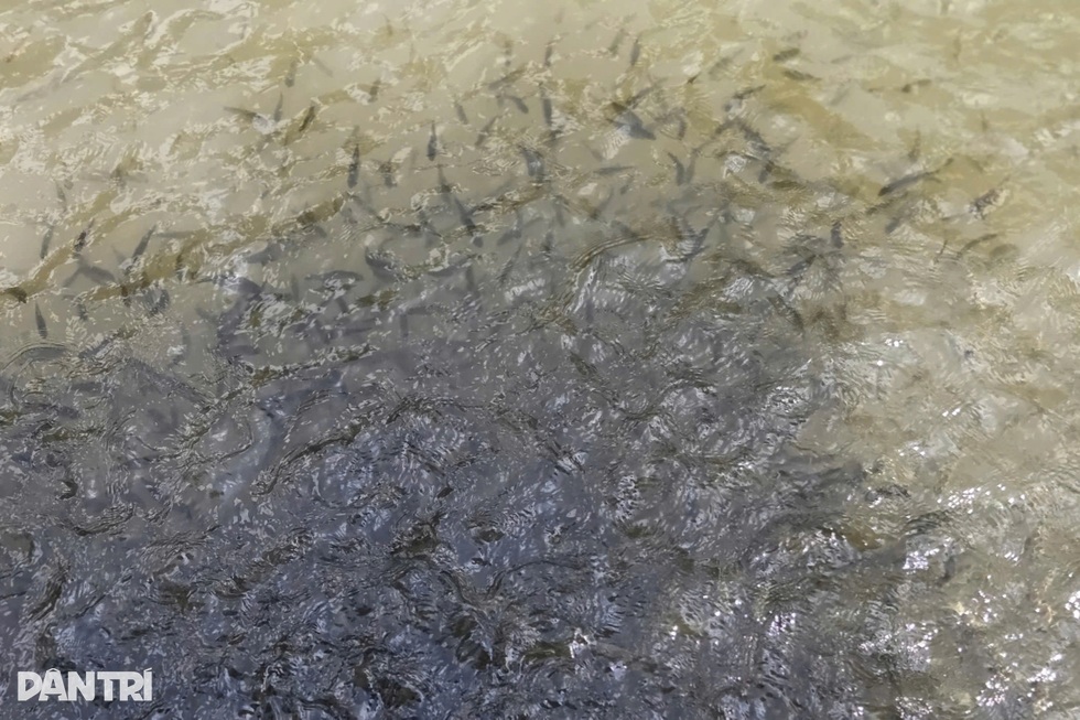 Lão nông chỉ học hết lớp 3, thành đại gia nhờ nhân giống loài cá đặc sản - 6 Lão nông chỉ học hết lớp 3, thành đại gia nhờ nhân giống loài cá đặc sản - 6