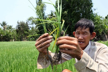 Thương lái giành mua lúa vừa gieo sạ để xuất sang Trung Quốc?