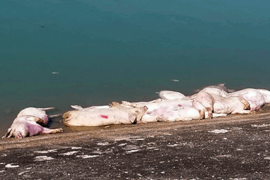 Hàng chục heo chết dưới hồ nước: Kiến nghị điều tra