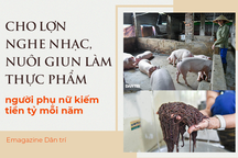 Cho lợn nghe nhạc, nuôi giun làm thực phẩm người phụ nữ thu nhập tiền tỷ