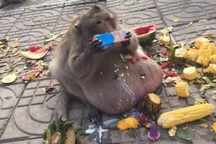 Cuộc đời bi thảm của chú khỉ béo phì, ăn uống vô độ đến chết