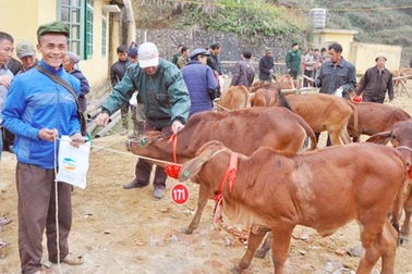 Bùng phát dịch bệnh lở mồm long móng trên đàn bò Mường Khương