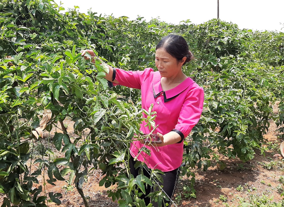 Người dân “khóc ròng” vì mua phải giống chanh dây “dỏm” - 2 Người dân “khóc ròng” vì mua phải giống chanh dây “dỏm” - 2