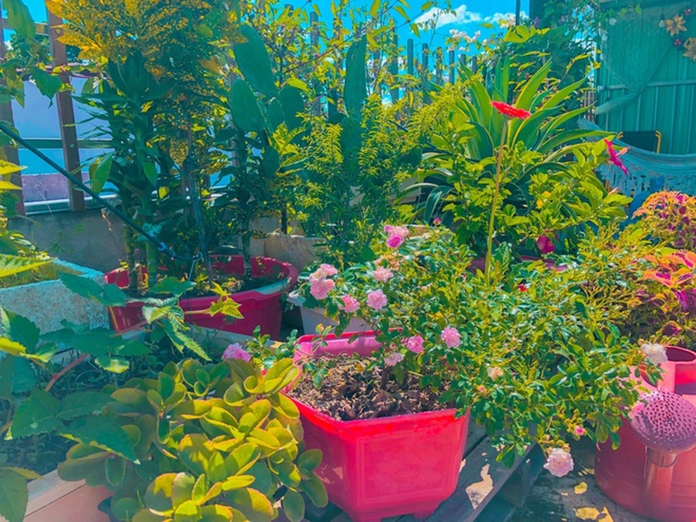 Mê mẩn góc trốn dịch xanh mát trên sân thượng của nhiều gia đình Việt - 7 Mê mẩn góc trốn dịch xanh mát trên sân thượng của nhiều gia đình Việt - 7