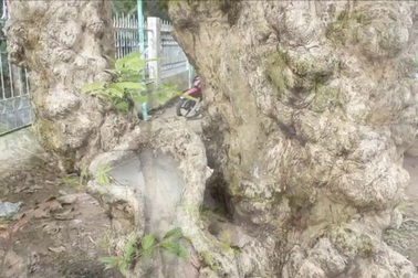 Cây bằng lăng cổ thụ "độc nhất" ở Vĩnh Long