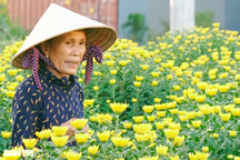 Nhà vườn tiết lộ lý do "thà đập bỏ còn hơn bán rẻ" hoa Tết