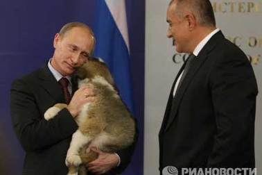 Nhật Bản tặng Putin “quốc khuyển”