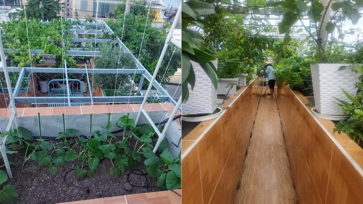 Ông bố đảm vác vật liệu lên sân thượng, xây bồn trồng đủ loại rau trái - 2 Ông bố đảm vác vật liệu lên sân thượng, xây bồn trồng đủ loại rau trái - 2