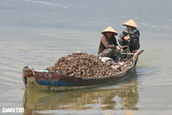 500 "triệu phú" xứ Huế nhờ nuôi con đại bổ ở tuyệt tình cốc