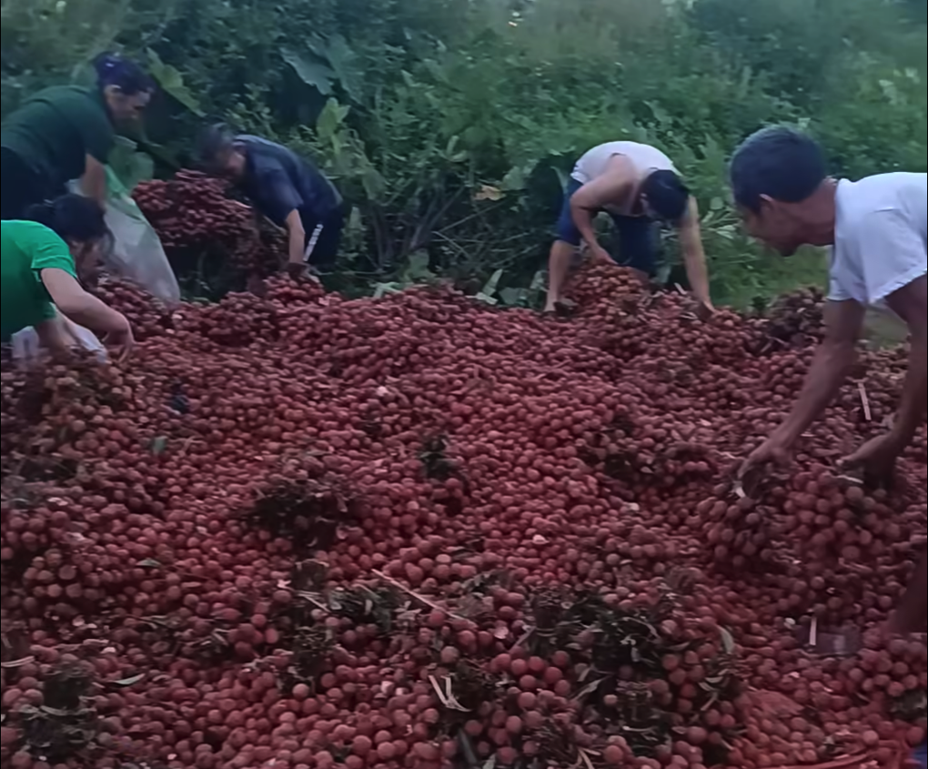 Hà Nội: Ô tô gặp nạn, chủ xe oà khóc nhìn 4 tấn vải bị người dân nhặt hết - 2