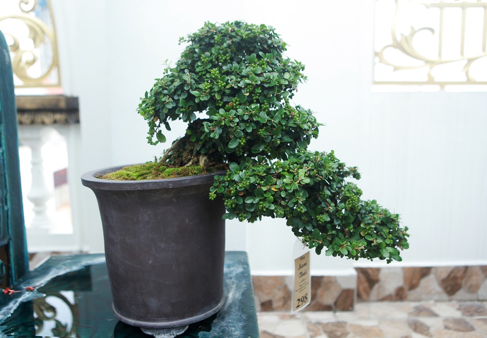 Nghệ nhân Hà Nội bật mí về bonsai kích thước nhỏ nhưng giá “khủng” - 11 Nghệ nhân Hà Nội bật mí về bonsai kích thước nhỏ nhưng giá “khủng” - 11