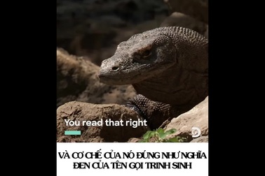 Hành trình làm mẹ đặc biệt và tàn khốc của… rồng Komodo!