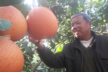 Vùng "rốn" bưởi tiến vua đắt khách dịp cận Tết