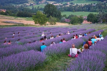 Trải nghiệm ăn tối lãng mạn giữa cánh đồng oải hương đẹp như mơ