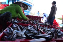 Quảng Ngãi: Ngư dân kiếm hàng chục triệu đồng sau một đêm ra khơi