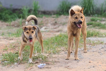 Bị chó cắn không tiêm phòng, 4 tháng sau bé gái 8 tuổi tử vong vì bệnh dại