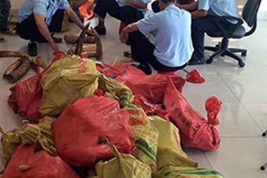 Khởi tố vụ buôn lậu gần 3 tấn ngà voi và vẩy tê tê "đội lốt" đầu cá vược