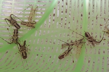 Kiếm tiền triệu nhờ đi "săn" tôm hùm giống đầu năm