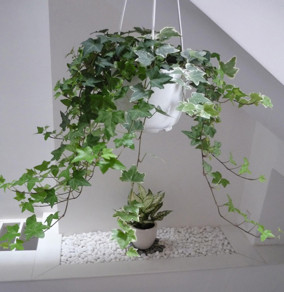 Các loại cây nên trồng trong nhà để hút ẩm không khí khi trời nồm - 8