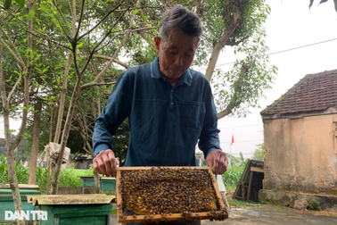 Nuôi ong không chỉ lấy mật, U70 kiếm cả trăm triệu mỗi năm