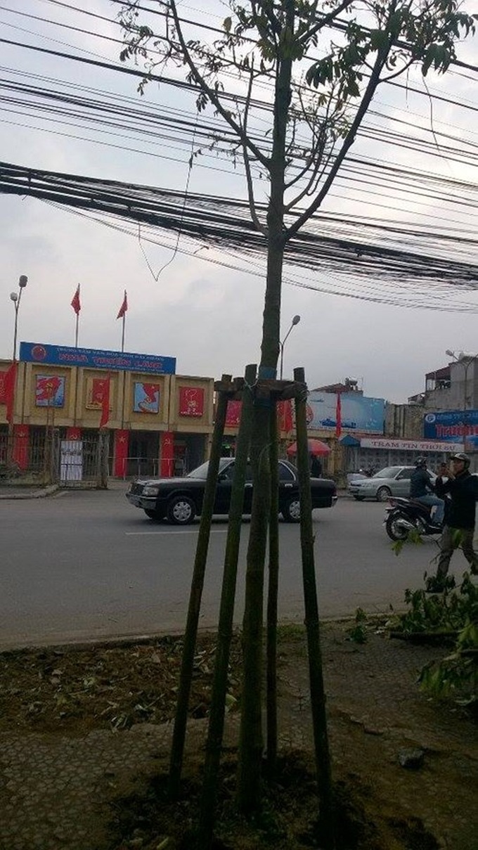 Mỗi tuyến phố ở Hải Dương sẽ chỉ có một đến hai loại cây như Phạm Ngũ Lão sẽ chỉ có một loại cây sấu. Mỗi tuyến phố ở Hải Dương sẽ chỉ có một đến hai loại cây như Phạm Ngũ Lão sẽ chỉ có một loại cây sấu.