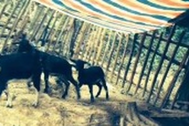 Vụ dê “đi lạc” đang rơi vào im lặng!