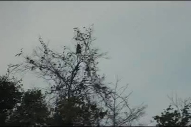 Đàn khỉ hàng chục con xuất hiện gần khu dân cư kiếm ăn