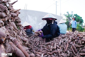 Tây Ninh tạo nguồn thu ổn định, lâu dài cho người dân từ khoai mì