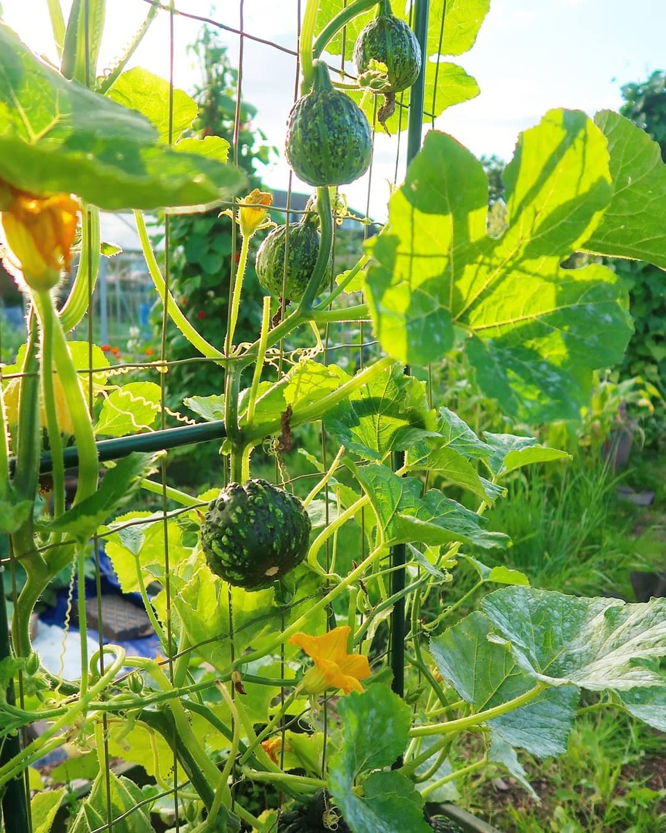 Mãn nhãn vườn sum suê với hàng trăm loại rau trái của cô gái trẻ - 12