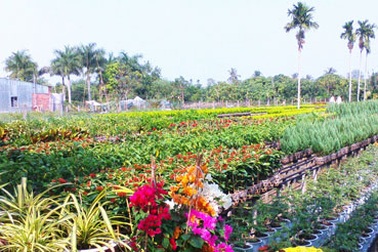 Ảnh đẹp làng hoa Sa Đéc dưới ống kính smartphone