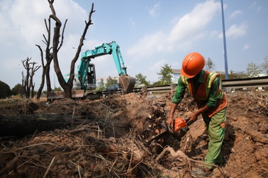 Hàng trăm cây xanh được di dời để thi công nút giao lớn nhất TPHCM