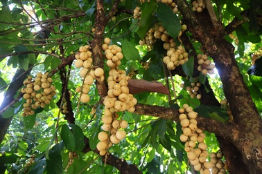 Người dân "hái tiền" từ loại quả mọc từng chùm trên thân cây
