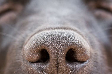 Chó có thể hình dung thứ chúng đánh hơi được