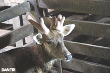 Chú hươu sao "độc nhất vô nhị", mọc 3 sừng, được công nhận chuẩn đực giống