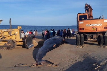 Cá voi khủng nặng hơn 2 tấn dạt vào bờ biển Khánh Hòa