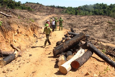 Khởi tố, tạm giam 2 nghi phạm liên quan đến vụ gần 61ha rừng bị xóa sổ