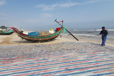 Trúng đậm cá trích, ngư dân bãi ngang thu tiền triệu mỗi ngày