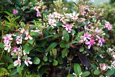 Đảo Soi Sim mùa hoa tím