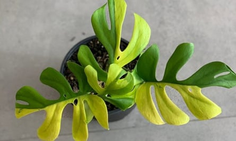 Vỏn vẹn có 4 chiếc lá, cây trồng quý hiếm được bán với giá 127 triệu đồng - 1 Vỏn vẹn có 4 chiếc lá, cây trồng quý hiếm được bán với giá 127 triệu đồng - 1