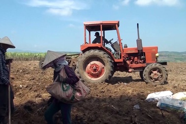 Phá mía trồng sắn – bài toán khó và nông dân là người chịu thiệt