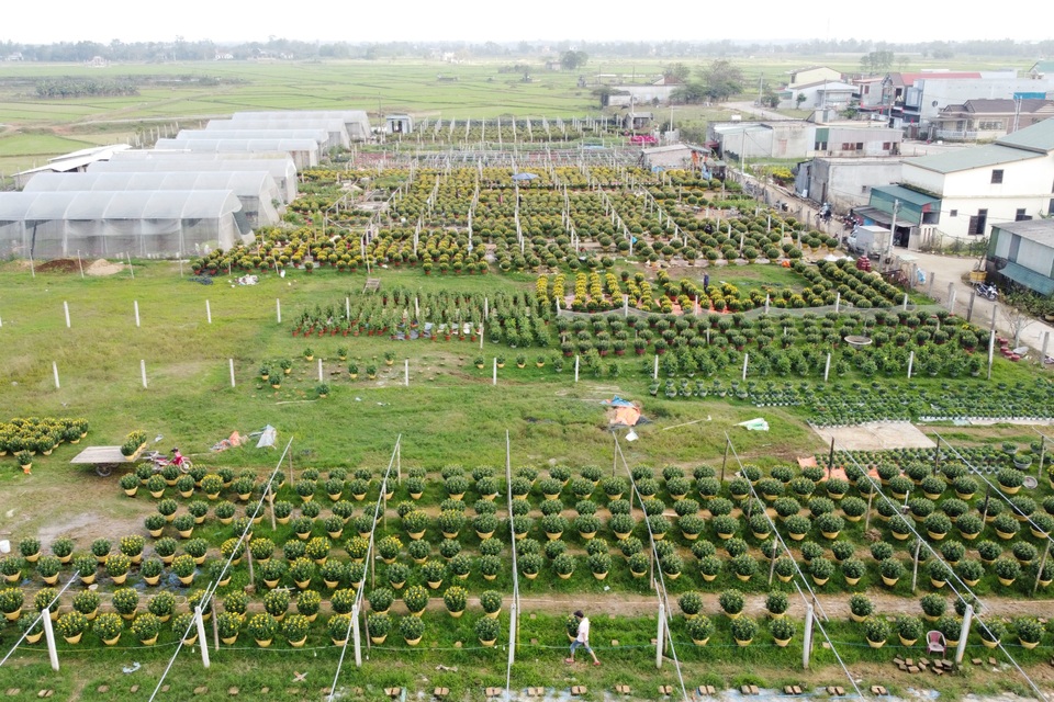 Làng hoa lớn nhất Quảng Trị rực rỡ đón Xuân - 4 Làng hoa lớn nhất Quảng Trị rực rỡ đón Xuân - 4