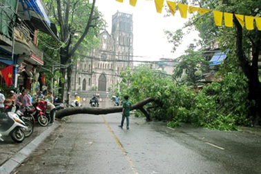 Hà Nội: 2 cây xà cừ cổ thụ bật gốc trên phố cổ