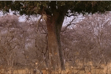 Xem cảnh báo đốm “mật phục” và dùng “khinh công” hạ gục linh dương