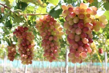Nho ba màu mang thu nhập ''khủng'' cho nông dân Ninh Thuận