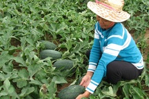 Khốn khổ người trồng dưa: Giá đã giảm, lại còn đội thêm phí!