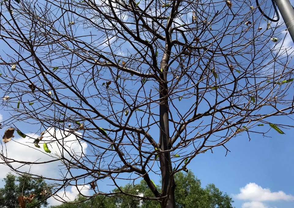 Hàng nghìn con sâu lạ ăn trụi lá cây bên đường - 6 Hàng nghìn con sâu lạ ăn trụi lá cây bên đường - 6